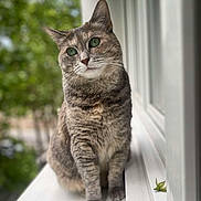 Mouchette a rejoint le concours — aidez-le/la à gagner de superbes lots ! cat, tabby, green_eyes, windowsill, sitting, curious, feline, pet, animal, fur, whiskers, outdoor_view, blurred_background, nature, daylight, portrait, closeup, window, domestic_animal, calm