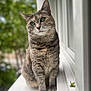 cat, tabby, green_eyes, windowsill, sitting, curious, feline, pet, animal, fur, whiskers, outdoor_view, blurred_background, nature, daylight, portrait, closeup, window, domestic_animal, calm