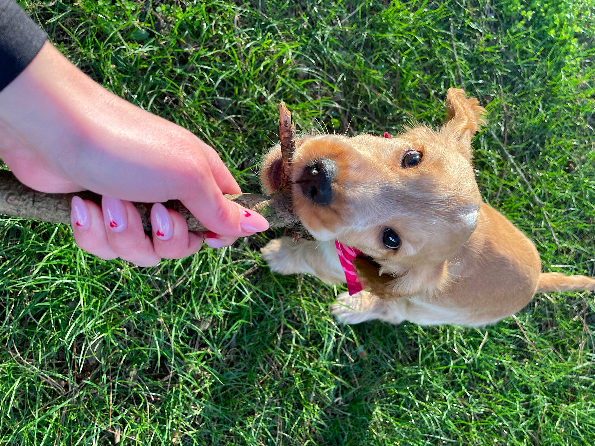 Socky participe au concours pour gagner de l'argent avec cette photo : carnivore, clock, collar, companion_dog, dog, dog_breed, dog_collar, dog_supply, fashion_accessory, fawn, grass, guard_dog, leash, people_in_nature, plant, retriever, street_dog, whiskers, working_animal, working_dog