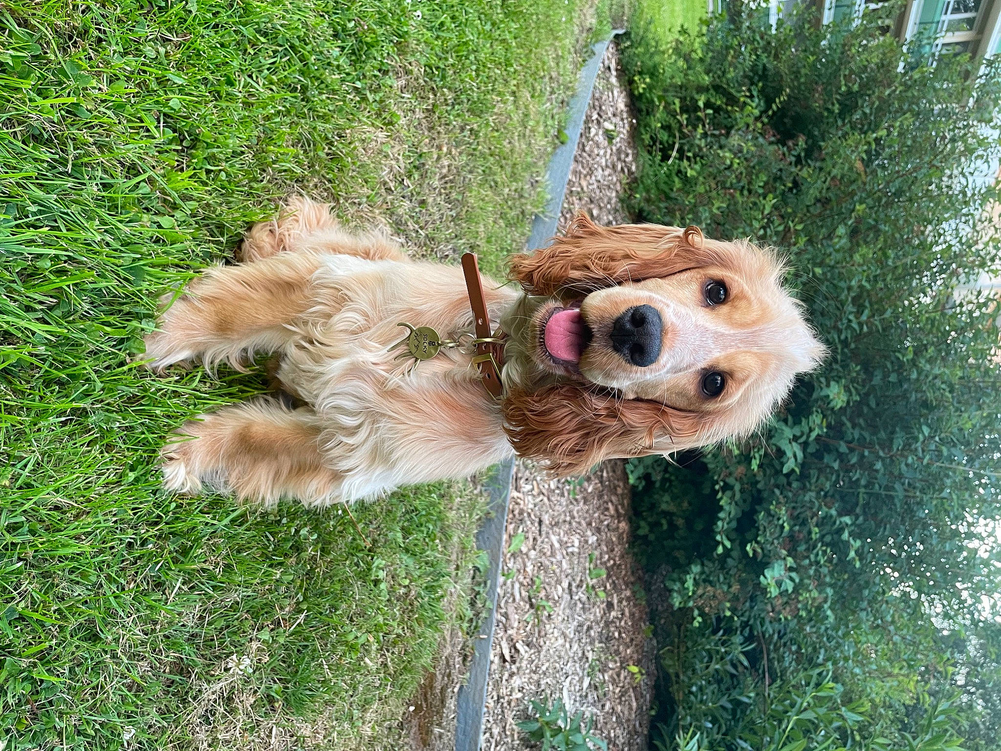 Socky a rejoint le concours — aidez-le/la à gagner de superbes lots ! carnivore, collar, companion_dog, dog, dog_breed, dog_clothes, dog_collar, dog_supply, fawn, grass, leash, pet_supply, plant, snout, sporting_group, sunglasses, tail, terrier, toy, toy_dog