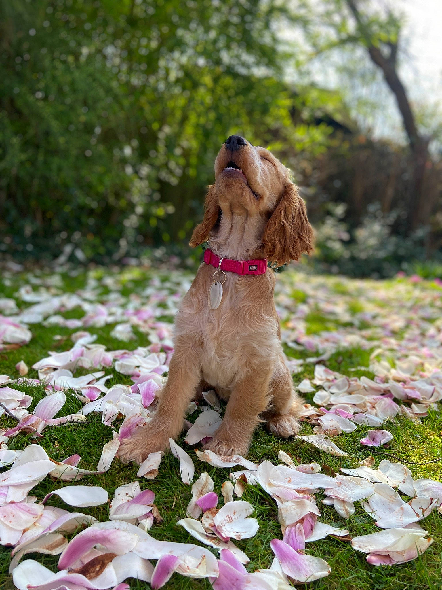 Socky a rejoint le concours — aidez-le/la à gagner de superbes lots ! carnivore, collar, companion_dog, dog, dog_breed, dog_collar, fawn, flower, grass, groundcover, gun_dog, liver, mammal, petal, plant, spaniel, sporting_group, tree, vertebrate, water_dog