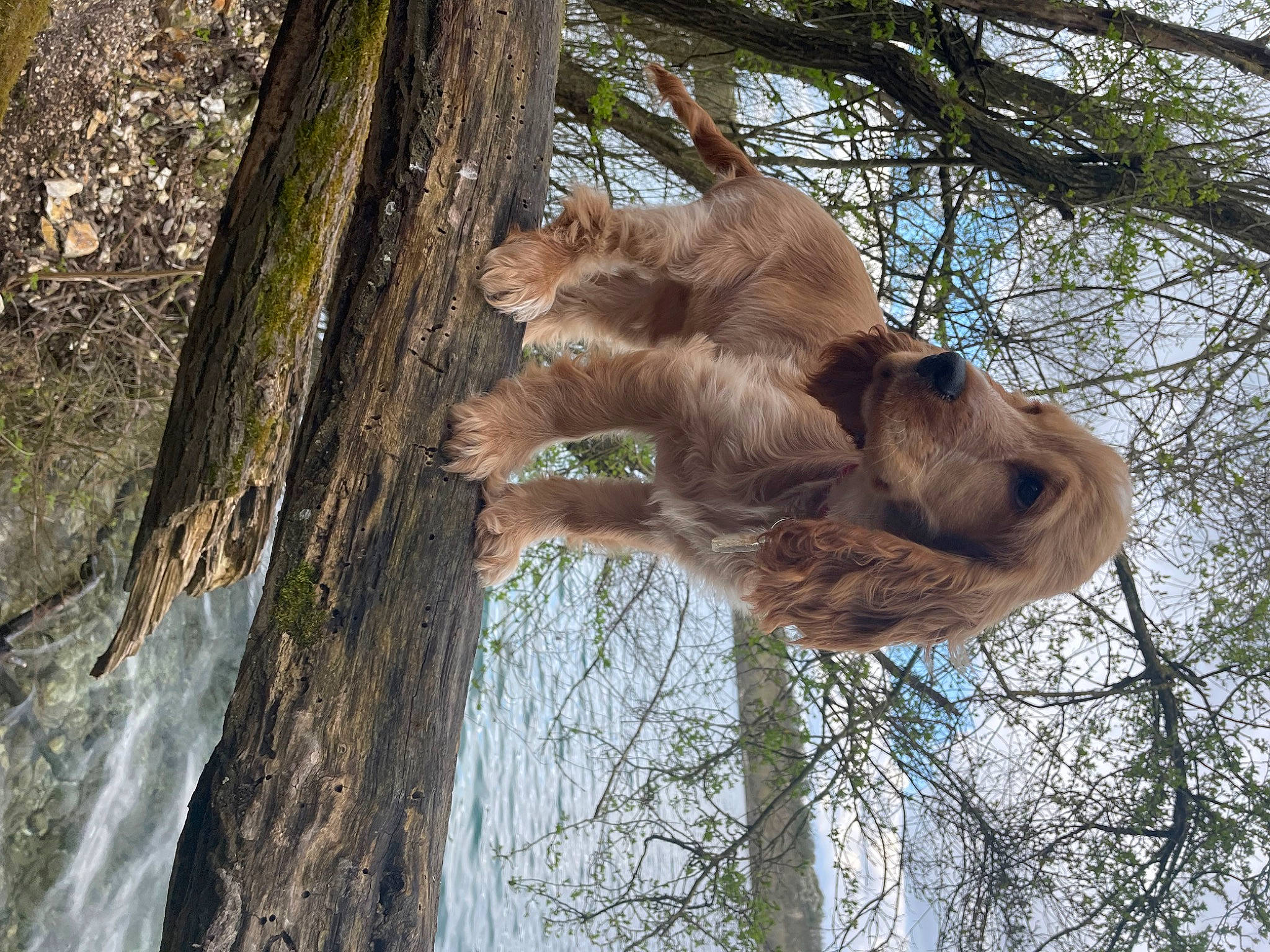 Socky participe au concours pour gagner de l'argent avec cette photo : branch, carnivore, fawn, felidae, forest, fur, gesture, natural_material, plant, sky, snout, tail, terrestrial_animal, tree, trunk, twig, two_toed_sloth, water, wildlife, wood