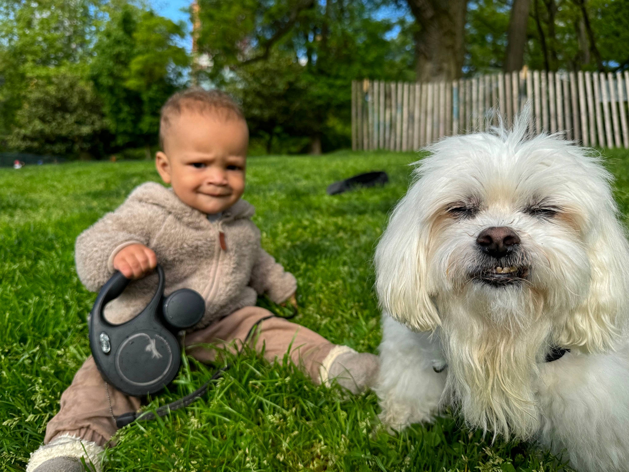 Kelvin joined the competition — help win amazing prizes! baby, carnivore, companion_dog, dog, dog_breed, fence, football, grass, happy, joy, lawn, people_in_nature, person, plant, sitting, small_terrier, smile, sports_equipment, terrier, toddler