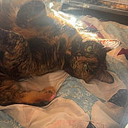 Twilight joined the competition — help win amazing prizes! animal, bedroom, blanket, cat, comfort, cozy, feline, fur, home, indoor, pet, quilt, relaxing, resting, soft_light, sunlight, toolbox, tortoiseshell, whiskers, window