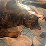 animal, bedroom, blanket, cat, comfort, cozy, feline, fur, home, indoor, pet, quilt, relaxing, resting, soft_light, sunlight, toolbox, tortoiseshell, whiskers, window