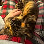 Twilight is registered to the contest to win money with this photo: animal, casual_clothing, cat, close_up, comfort, cozy, domestic, feline, fur, hand, indoor, lap, person, petting, plaid_pants, relaxing, resting, soft_lighting, tortoiseshell_cat, warm_colors