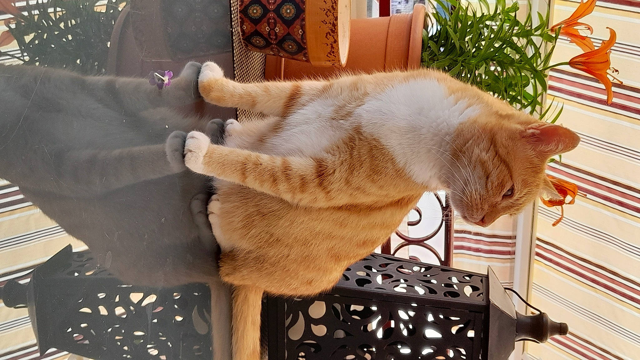 Kinou participe au concours pour gagner de l'argent avec cette photo : carnivore, cat, chair, claw, comfort, domestic_short_haired_cat, fawn, felidae, fur, fur_clothing, houseplant, paw, plant, small_to_medium_sized_cats, tail, whiskers, window, wood, wool