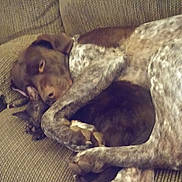 Anubis is registered to the contest to win money with this photo: