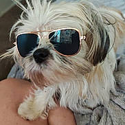 Poppy Ann joined the competition — help win amazing prizes! dog, sunglasses, pet, indoor, blanket, fur, canine, closeup, cute, relaxed, animal, companion, portrait, hairy, small_dog, cozy, resting, domestic_animal, laying, accessory
