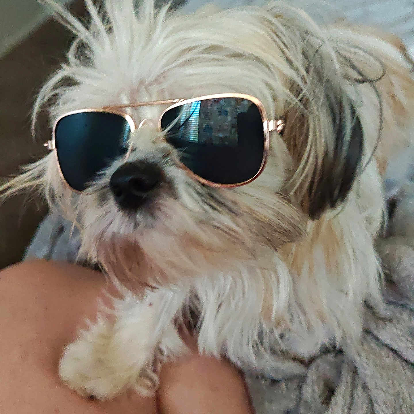 Poppy Ann joined the competition — help win amazing prizes! accessory, animal, blanket, canine, closeup, companion, cozy, cute, dog, domestic_animal, fur, hairy, indoor, laying, pet, portrait, relaxed, resting, small_dog, sunglasses