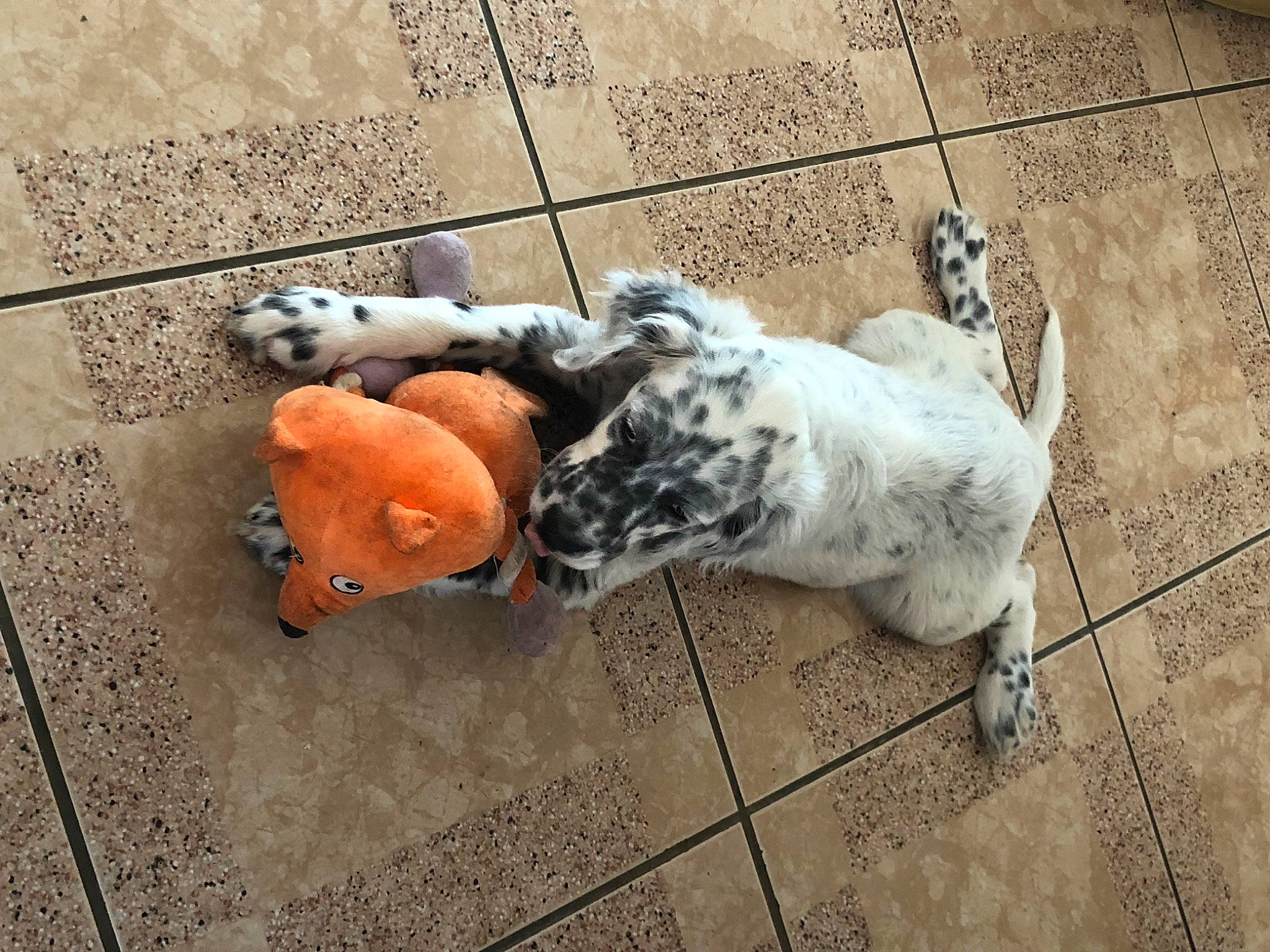 Porto participe au concours pour gagner de l'argent avec cette photo : asphalt, canidae, carmine, carnivore, companion_dog, concrete, dog, dog_breed, fawn, flooring, fur, grey, human_leg, pedestrian, road_surface, sidewalk, snout, sporting_group, tail, wood