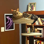 Muffin is registered to the contest to win money with this photo: animal, art, book, bookshelf, cat, cat_tree, cats, companions, cozy, cute, domestic_animal, furniture, indoor, living_room, mammal, orange_cat, pets, photography, relaxing, tabby_cat