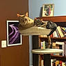 animal, art, book, bookshelf, cat, cat_tree, cats, companions, cozy, cute, domestic_animal, furniture, indoor, living_room, mammal, orange_cat, pets, photography, relaxing, tabby_cat