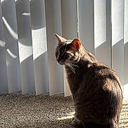 Winter joined the competition — help win amazing prizes! animal, carpet, cat, curious, domestic_cat, feline, fur, indoor, light, pet, quiet, shadow, sitting, sunlight, tabby_cat, tail, vertical_blinds, wall, whiskers, window