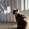 animal, carpet, cat, curious, domestic_cat, feline, fur, indoor, light, pet, quiet, shadow, sitting, sunlight, tabby_cat, tail, vertical_blinds, wall, whiskers, window