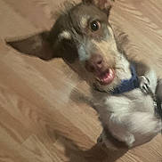 Nipsey is registered to the contest to win money with this photo: dog, pet, animal, indoor, wooden_floor, small_dog, ears, collar, motion_blur, brown, white, cute, canine, fur, looking, mouth_open, young_dog, playful, domestic_animal, companion