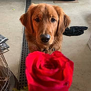 Rose is registered to the contest to win money with this photo: dog, golden_retriever, rose, flower, pet, indoor, garage, tire, wheel, concrete_floor, portrait, close_up, blurred_foreground, brown_fur, nose, eyes, gaze, sitting, collar, floppy_ears
