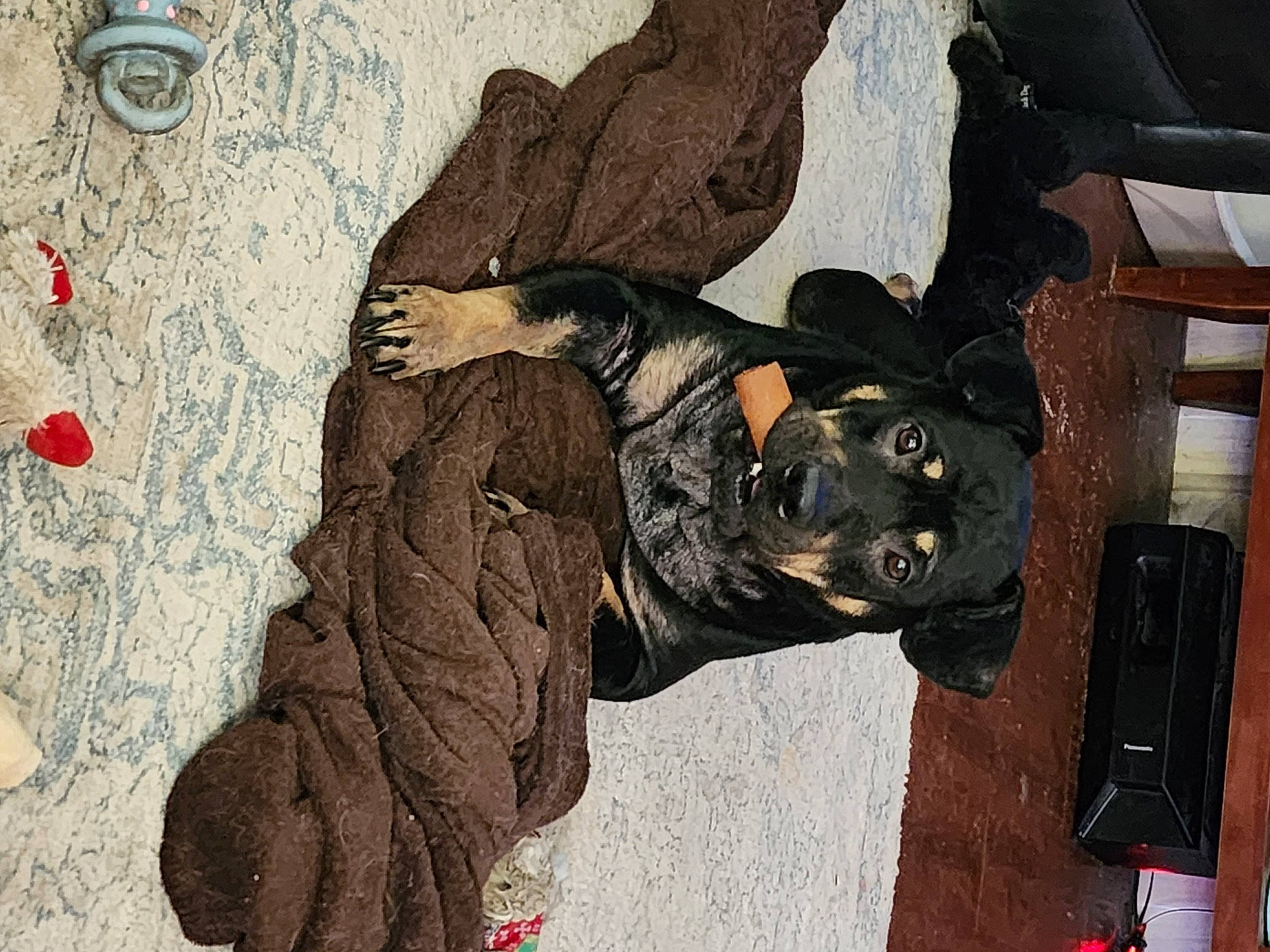 Bear joined the competition — help win amazing prizes! art, canidae, carnivore, companion_dog, dog, dog_breed, dog_collar, drawing, fawn, fur, gesture, guard_dog, illustration, painting, pattern, snout, sporting_group, visual_arts, working_animal