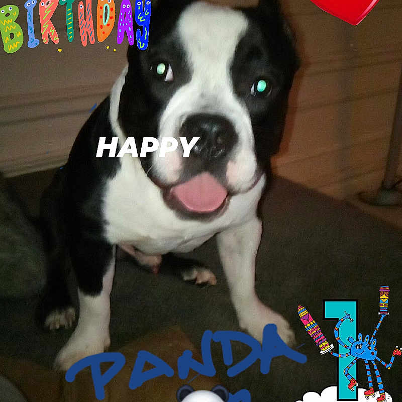 Panda joined the competition — help win amazing prizes! advertising, ball, canidae, carnivore, companion_dog, dog, dog_breed, fawn, font, fur, happy, logo, mammal, paw, photo_caption, snout, sporting_group, toy_dog, vertebrate, whiskers