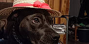 Zena is registered to the contest to win money with this photo: animal, black_dog, canine, close_up, collar, couch, dog, domestic, furniture, hat, indoor, looking_away, paw, pet, pink_ribbon, portrait, relaxed, straw_hat, towel, wood_paneling