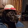 animal, black_dog, canine, close_up, collar, couch, dog, domestic, furniture, hat, indoor, looking_away, paw, pet, pink_ribbon, portrait, relaxed, straw_hat, towel, wood_paneling