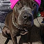 Zena is registered to the contest to win money with this photo: accessory, animal, beanie, brown_fur, carpet, chain_collar, closeup, cute, dog, domestic, floor, household, indoor, looking_up, mammal, patterned_fabric, pet, pink, portrait, sitting
