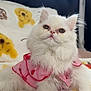 Jennie joined the competition — help win amazing prizes! adorable, animal, blanket, cozy, cute, domestic_cat, fluffy, fur, indoor, kitten, looking_up, pet, pink_clothing, resting, small, soft, strawberry_pattern, white_cat, yellow_bear_print, young