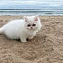 Jennie is registered to the contest to win money with this photo: animal, beach, cat, cloudy_sky, curious, cute, fluffy, fur, kitten, nature, ocean, outdoor, pet, portrait, sand, sea, small, waves, white_cat, young