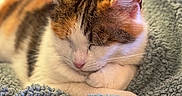 Marie Claudie participe au concours pour gagner de l'argent avec cette photo : animal, blanket, calico, cat, closeup, comfort, cozy, cute, domestic_cat, feline, fur, indoor, nap, peaceful, pet, relaxation, rest, sleeping, soft, whiskers