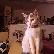 Plume participe au concours pour gagner de l'argent avec cette photo : cat, clock, collar, cozy, cushion, feline, furniture, home_decor, indoor, lamp, living_room, pet, pillow, plant, portrait, sitting, sofa, tail, warm_lighting, whiskers