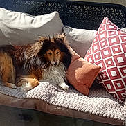 Otis a rejoint le concours — aidez-le/la à gagner de superbes lots ! balcony, blanket, cushion, dog, fur, house, outdoor, pet, pillow, portrait, railing, relaxing, rooftop, shadow, shetland_sheepdog, sofa, sunlight, timestamp, watermark, window