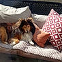 balcony, blanket, cushion, dog, fur, house, outdoor, pet, pillow, portrait, railing, relaxing, rooftop, shadow, shetland_sheepdog, sofa, sunlight, timestamp, watermark, window