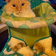 Thai is registered to the contest to win money with this photo: animal, baby_bouncer, blue, calm, cat, close_up, comfort, cozy, curious, cute, fabric, fur, green, indoor, looking, orange_cat, paws, pet, sitting, white_fur