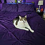 Mr. Meowies is registered to the contest to win money with this photo: animal, bed, cat, cozy, curious, decor, furniture, home, indoor, lamp, pet, pillows, purple_bedspread, purple_wall, relaxed, remote_control, resting, tabby_cat, vase, white_cat