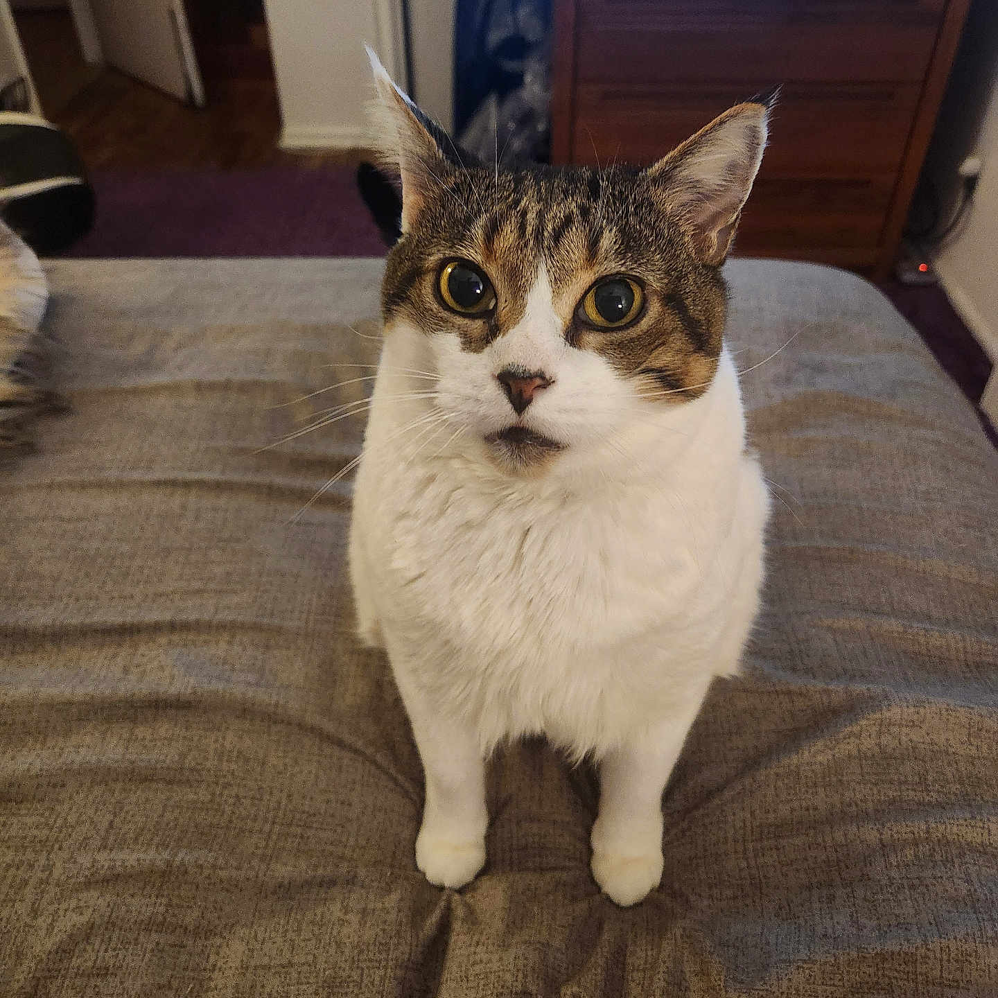 Mr. Meowies joined the competition — help win amazing prizes! animal, bed, bedspread, cat, curious, cute, domestic_cat, ears, feline, fur, home, indoor, looking_up, pet, portrait, sitting, tabby, whiskers, white_fur, wide_eyes