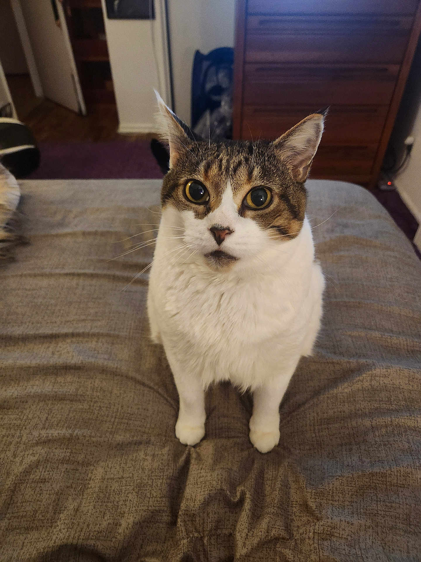 Mr. Meowies joined the competition — help win amazing prizes! animal, bed, bedspread, cat, curious, cute, domestic_cat, ears, feline, fur, home, indoor, looking_up, pet, portrait, sitting, tabby, whiskers, white_fur, wide_eyes