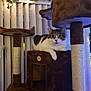 animal, black, brown, cat, cat_tree, cozy, curious, decor, feline, fur, home, indoor, lights, pet, relaxation, resting, soft_lighting, whiskers, white, window_blinds