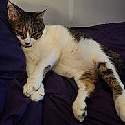 Mr. Meowies joined the competition — help win amazing prizes! cat, tabby, white_fur, paws, bed, blanket, purple, indoor, sleepy, relaxed, fur, pet, animal, resting, cozy, cute, domestic_cat, whiskers, closeup, mammal