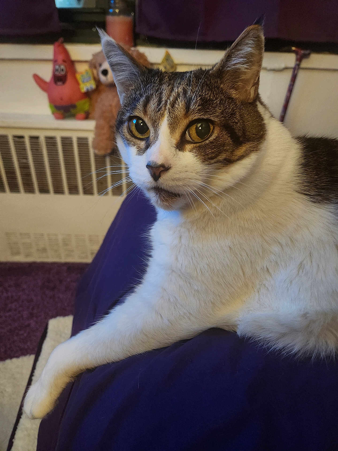 Mr. Meowies is registered to the contest to win money with this photo: cat, tabby_cat, white_fur, pet, indoor, plush_toy, patrick_star, teddy_bear, purple_background, radiator, carpet, furniture, relaxed, paw, animal, whiskers, close_up, cute, domestic_animal, resting