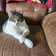 Mr. Meowies joined the competition — help win amazing prizes! animal, armchair, blanket, brown, cat, comfortable, cozy, crossed_legs, cute, domestic, ears, eyes, feline, fur, indoor, paws, pet, relaxed, resting, whiskers