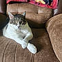 animal, armchair, blanket, brown, cat, comfortable, cozy, crossed_legs, cute, domestic, ears, eyes, feline, fur, indoor, paws, pet, relaxed, resting, whiskers