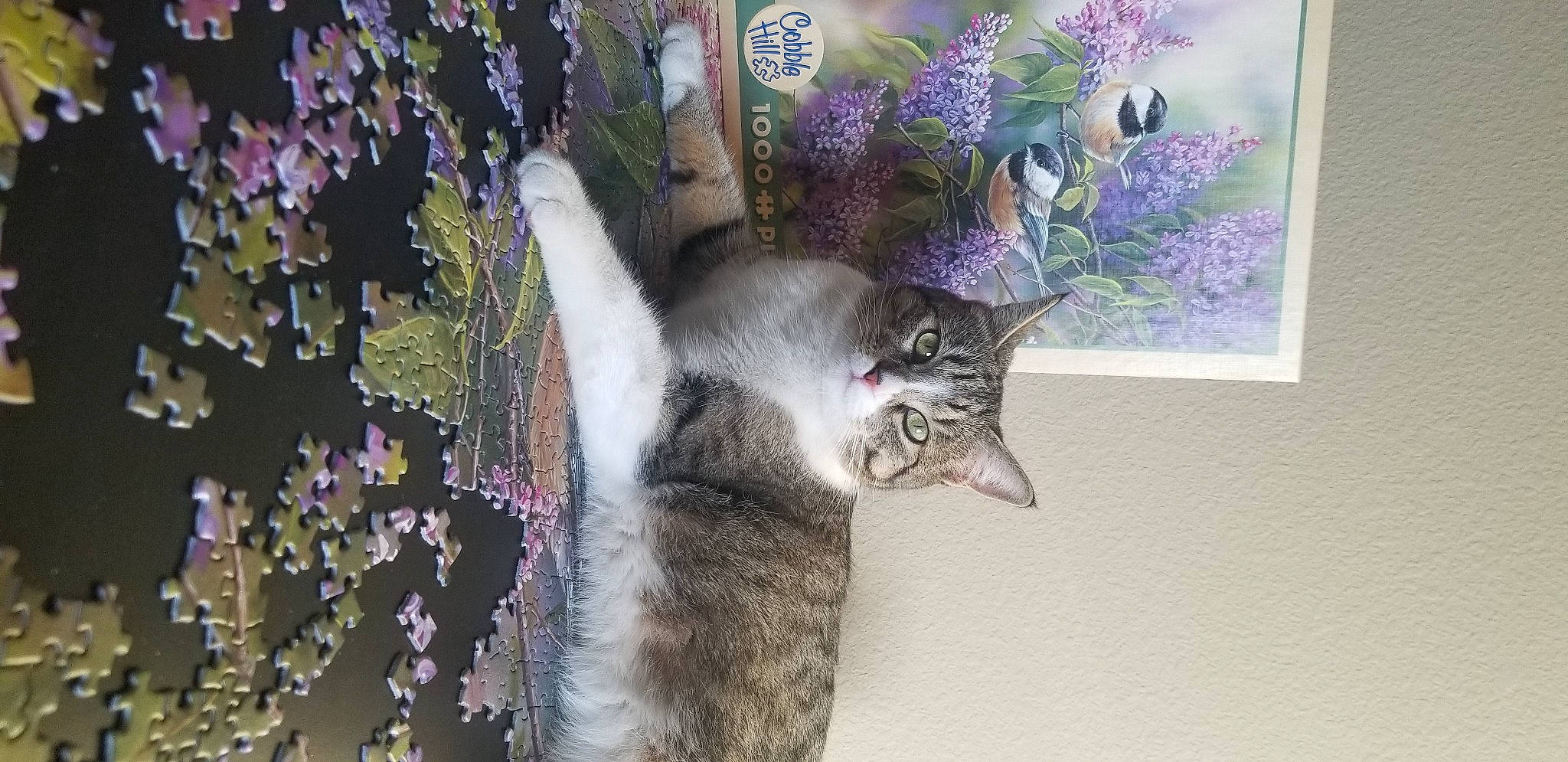 Luna is registered to the contest to win money with this photo: annual_plant, carnivore, cat, domestic_short_haired_cat, felidae, fur, grey, lavender, mammal, organism, purple, shrub, small_to_medium_sized_cats, snout, tail, vertebrate, violet, whiskers