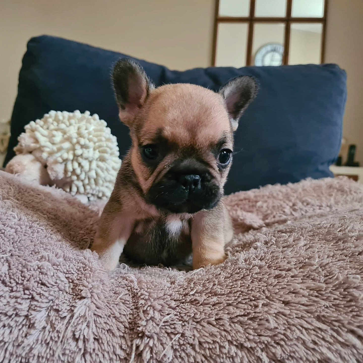 Umy participe au concours pour gagner de l'argent avec cette photo : animal, blanket, bulldog, canine, cushion, dog, dogbed, frenchbulldog, homedecor, pet, pillow, puppy, snout