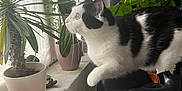 Doudou participe au concours pour gagner de l'argent avec cette photo : cat, black_and_white_cat, indoor, windowsill, potted_plants, curtains, greenery, houseplants, window, curious_cat, feline, pet, domestic_animal, plant_pot, indoor_plants, white_pot, table, natural_light, close_up, household_items