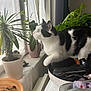 cat, black_and_white_cat, indoor, windowsill, potted_plants, curtains, greenery, houseplants, window, curious_cat, feline, pet, domestic_animal, plant_pot, indoor_plants, white_pot, table, natural_light, close_up, household_items