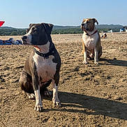 Uzzy Et Soho a rejoint le concours — aidez-le/la à gagner de superbes lots ! animal, beach, canine, clear_sky, collar, daytime, dog, landscape, leisure, nature, outdoor, pet, relaxation, sand, scenery, sitting, summer, sunlight, two_dogs, vacation