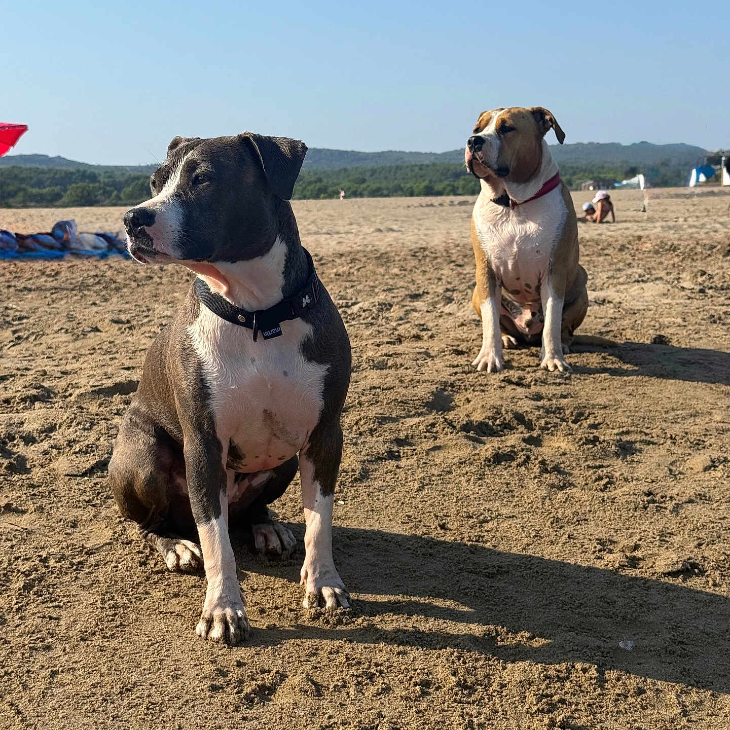 Uzzy Et Soho a rejoint le concours — aidez-le/la à gagner de superbes lots ! animal, beach, canine, clear_sky, collar, daytime, dog, landscape, leisure, nature, outdoor, pet, relaxation, sand, scenery, sitting, summer, sunlight, two_dogs, vacation