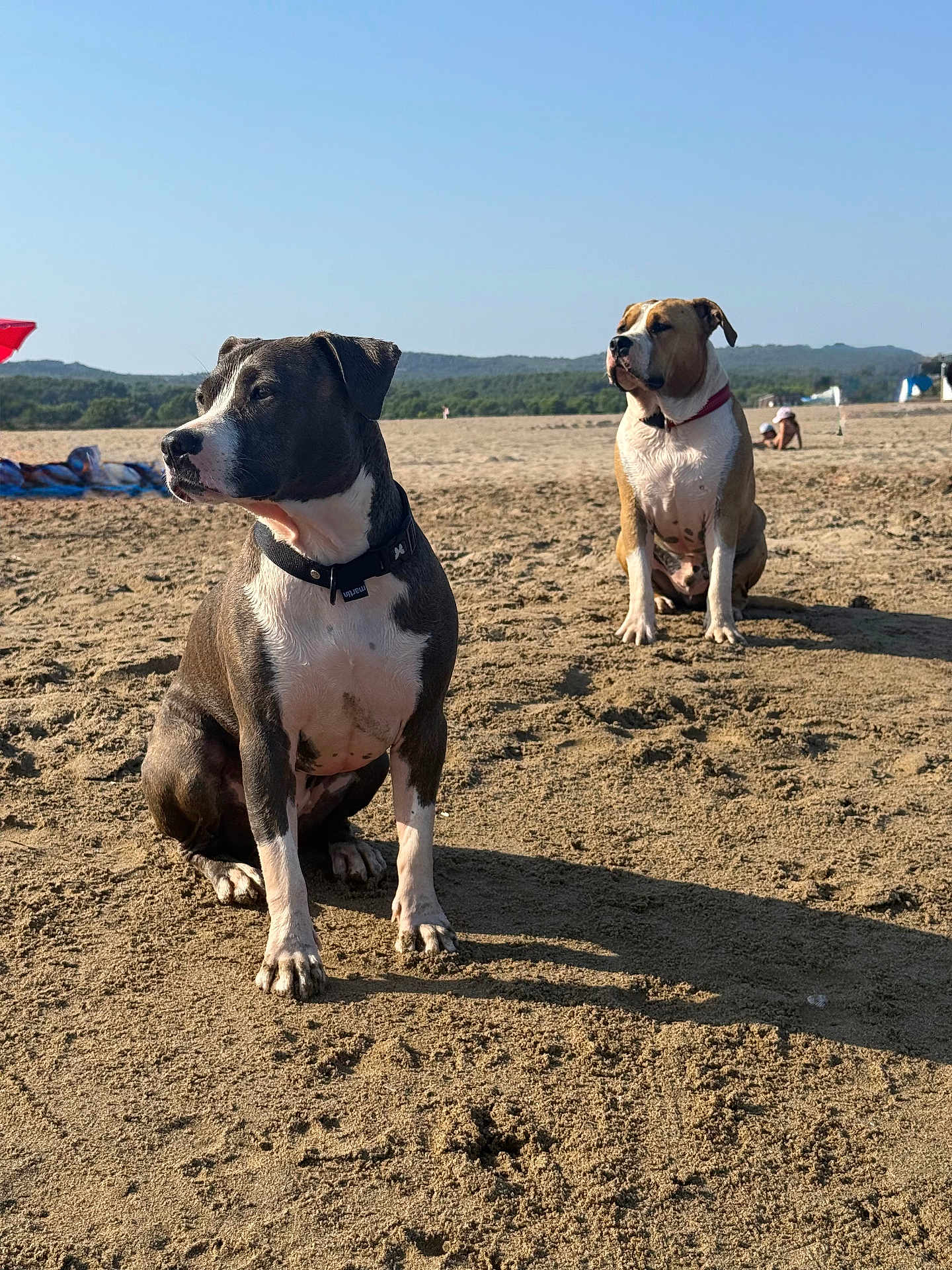 Uzzy Et Soho a rejoint le concours — aidez-le/la à gagner de superbes lots ! animal, beach, canine, clear_sky, collar, daytime, dog, landscape, leisure, nature, outdoor, pet, relaxation, sand, scenery, sitting, summer, sunlight, two_dogs, vacation