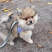 Ruby a rejoint le concours — aidez-le/la à gagner de superbes lots ! dog, pomeranian, puppy, fluffy, leash, harness, gravel, autumn, leaves, outdoor, pet, cute, small_dog, walking, animal, fur, brown, black, white, nature