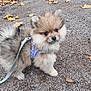 dog, pomeranian, puppy, fluffy, leash, harness, gravel, autumn, leaves, outdoor, pet, cute, small_dog, walking, animal, fur, brown, black, white, nature